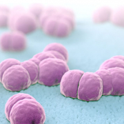 iStock 1013004810 meningitis pathogens 1