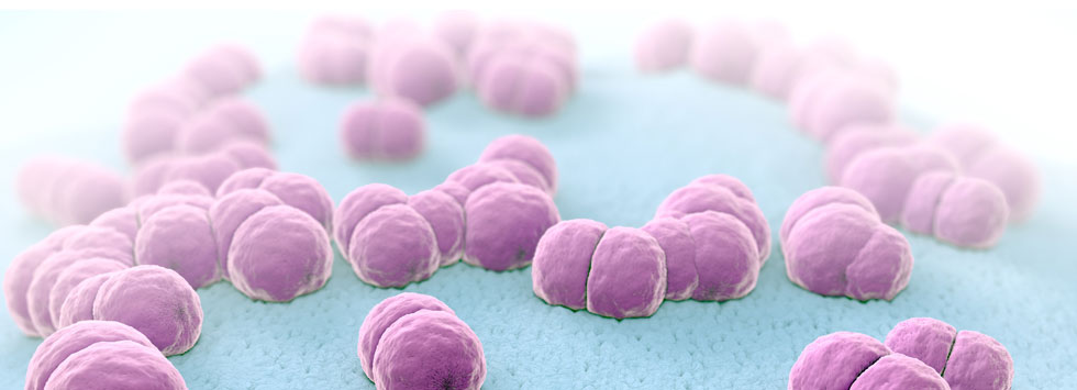 iStock 1013004810 meningitis pathogens 1